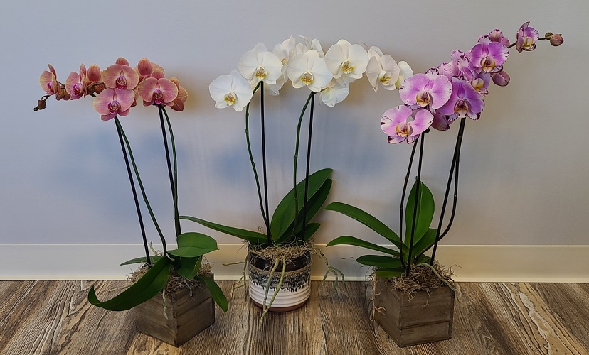 Orchids of your choice / Fancy Ceramic or Wood Pot from Anthony's Florist in Laurel, MS