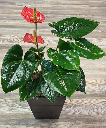 Anthurium Plant  from Anthony's Florist in Laurel, MS