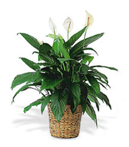 Peace Lily in Wicker Basket from Anthony's Florist in Laurel, MS