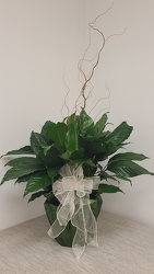 Peace Lily Plant from Anthony's Florist in Laurel, MS