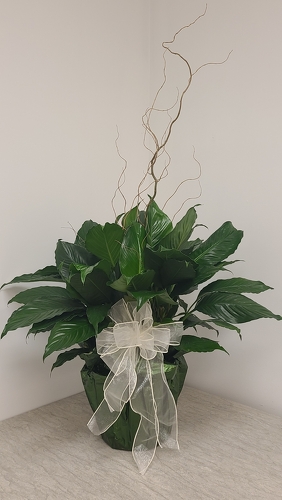 Peace Lily Plant from Anthony's Florist in Laurel, MS