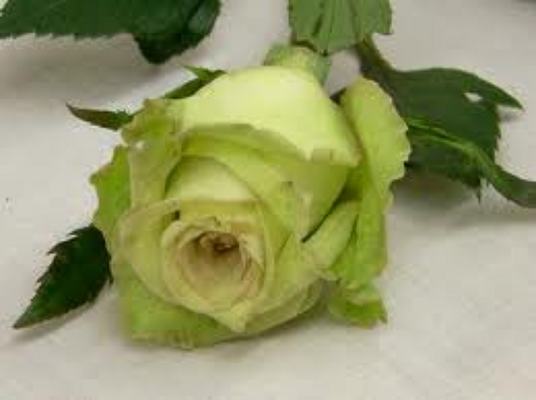 St Patrick's Green Roses from Anthony's Florist in Laurel, MS