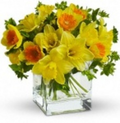 St Patrick's Day Daffodil Vase from Anthony's Florist in Laurel, MS
